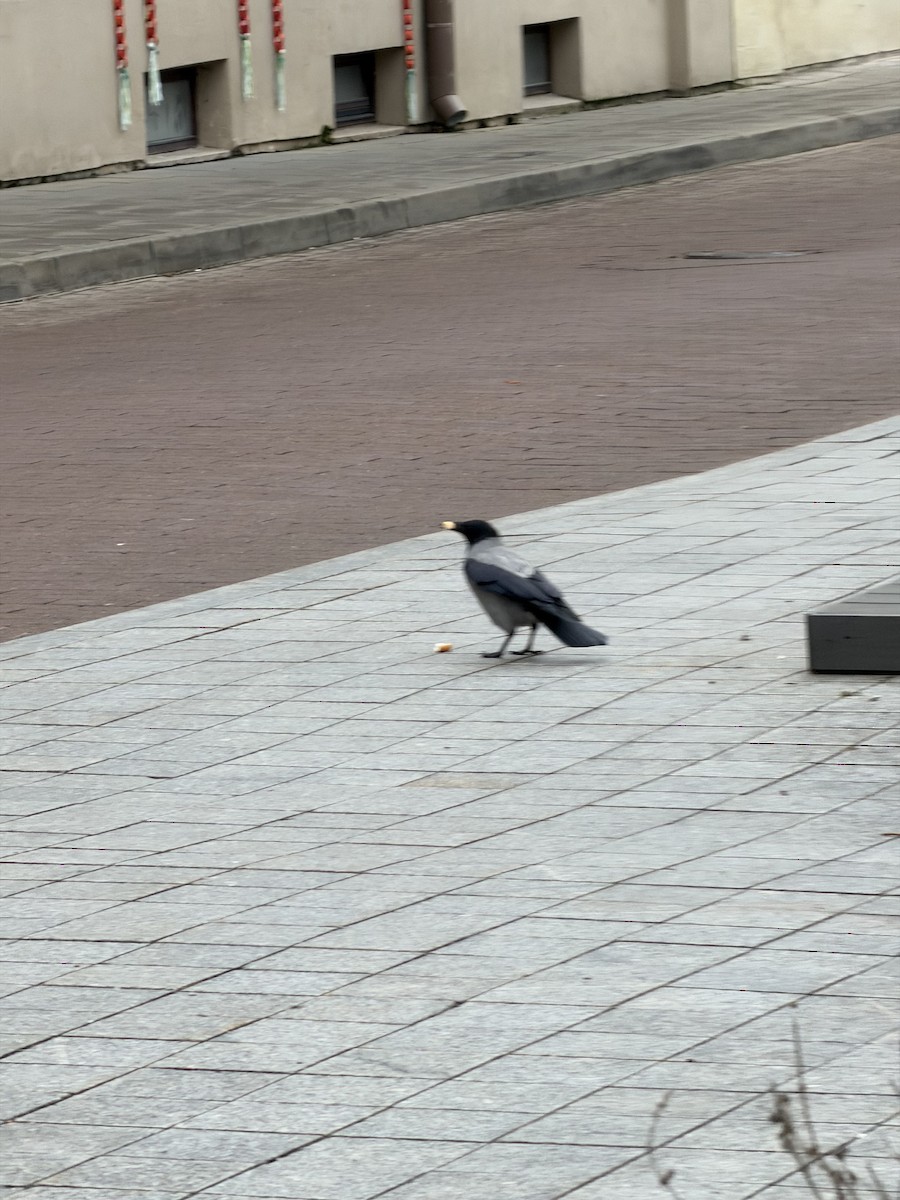 Hooded Crow - ML647238364