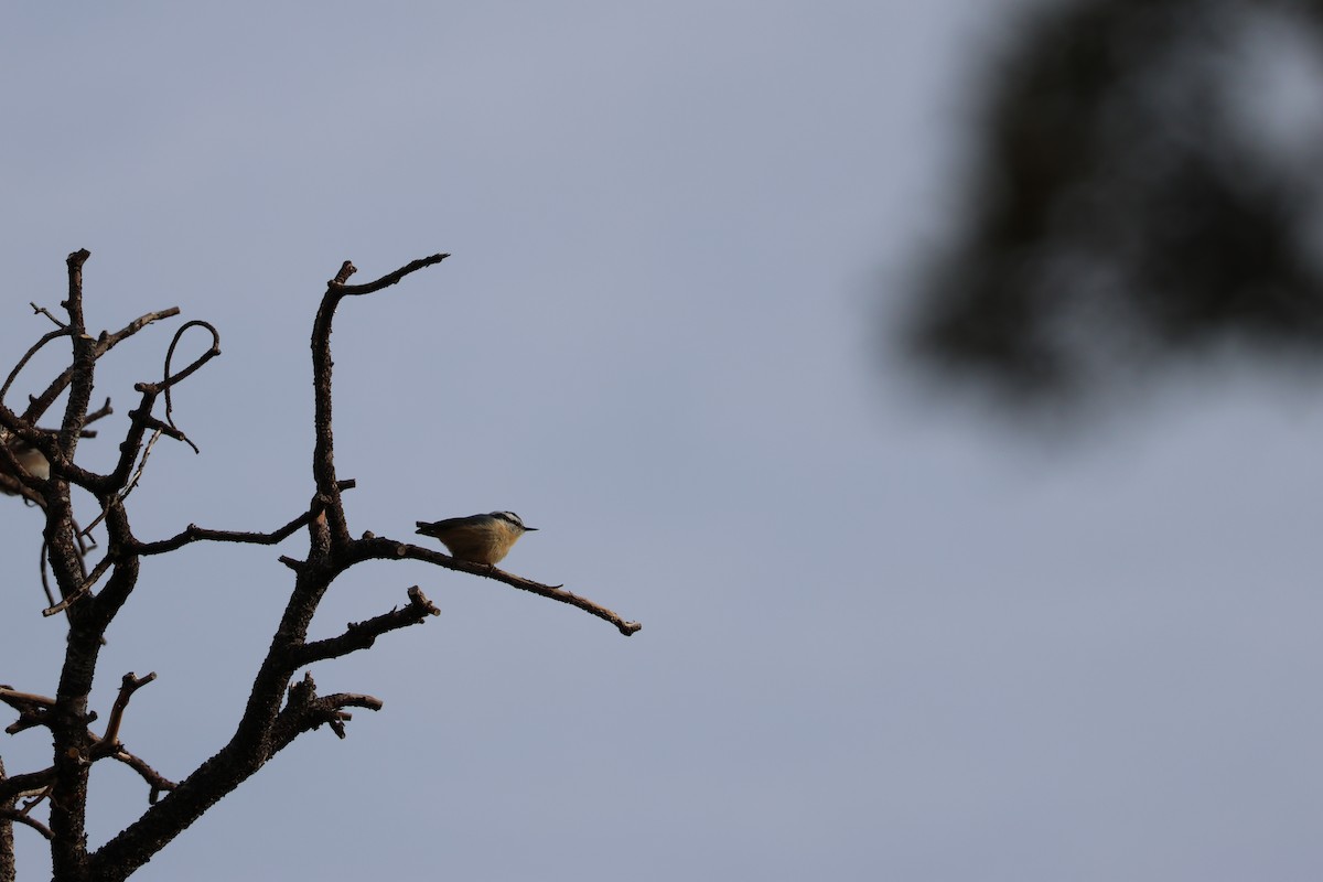 Red-breasted Nuthatch - ML647238369