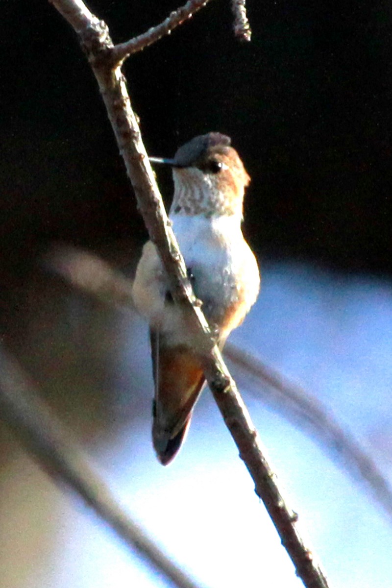 Rufous/Allen's Hummingbird - ML647238379