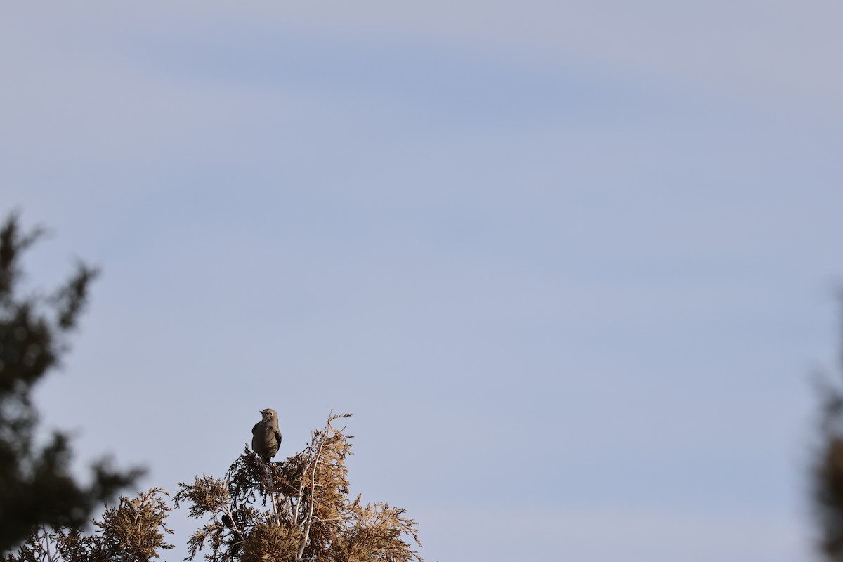 Townsend's Solitaire - ML647238383