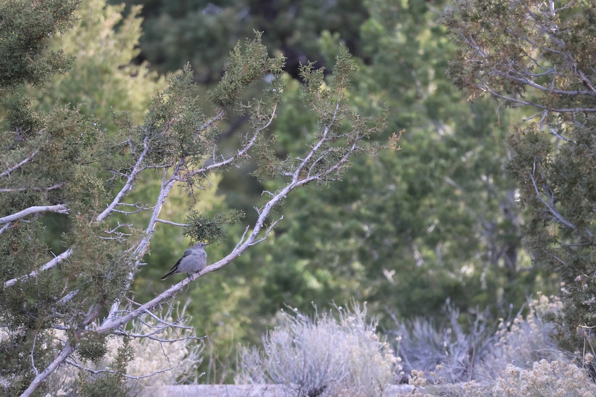 Townsend's Solitaire - ML647238384