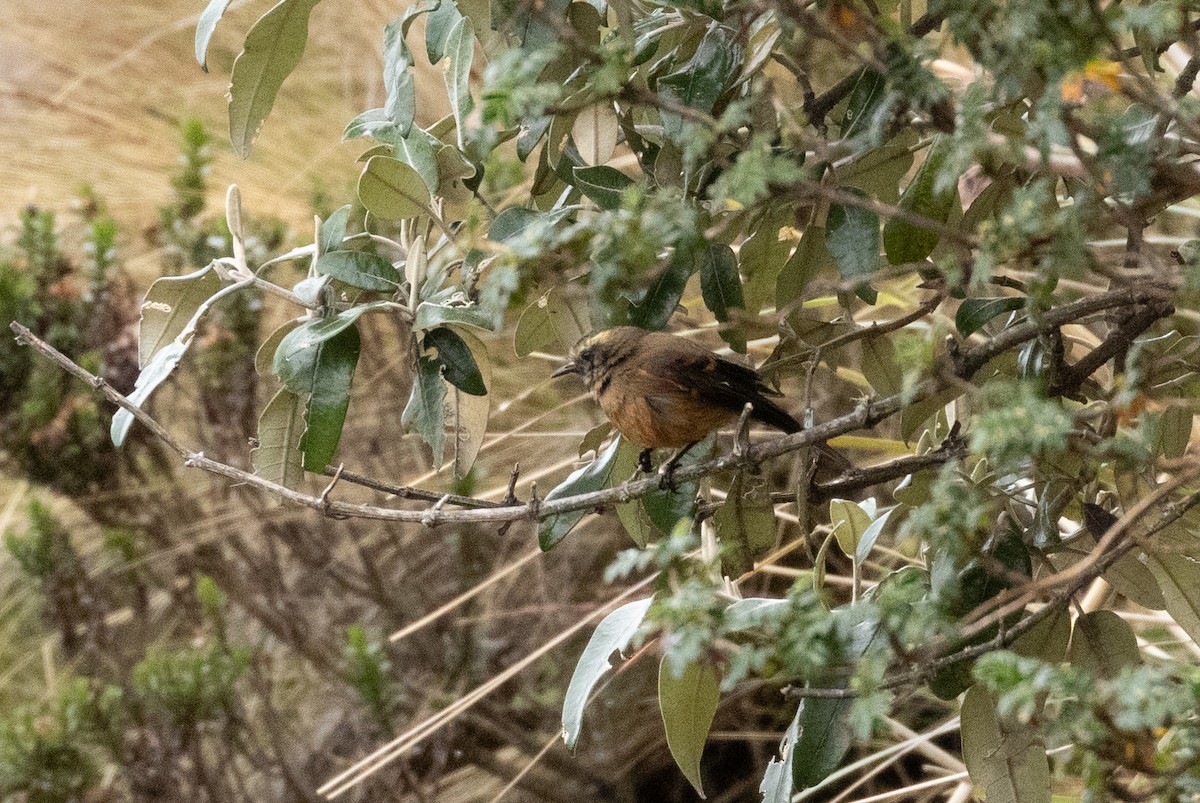 Brown-backed Chat-Tyrant - ML647238386