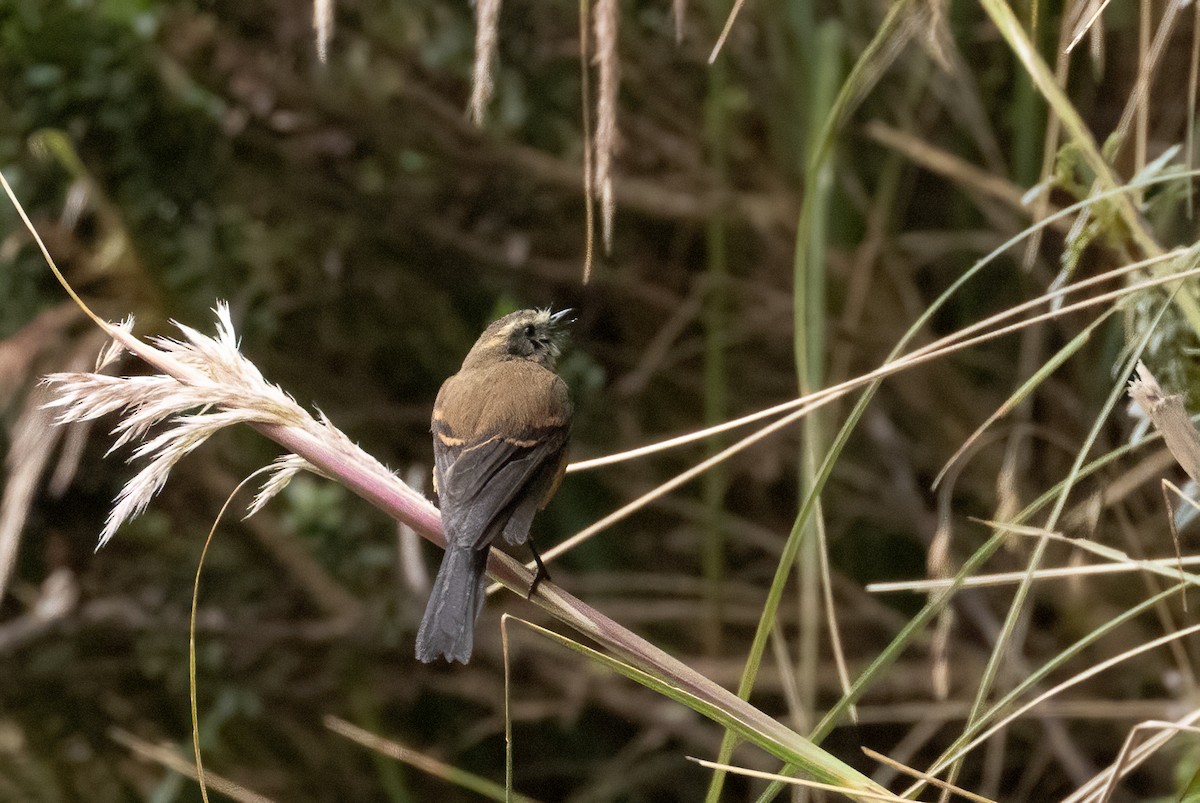 Brown-backed Chat-Tyrant - ML647238387