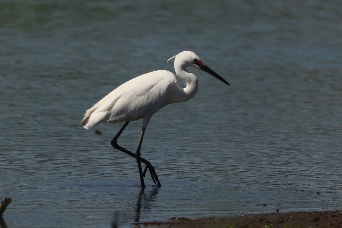 Little Egret - ML647238408