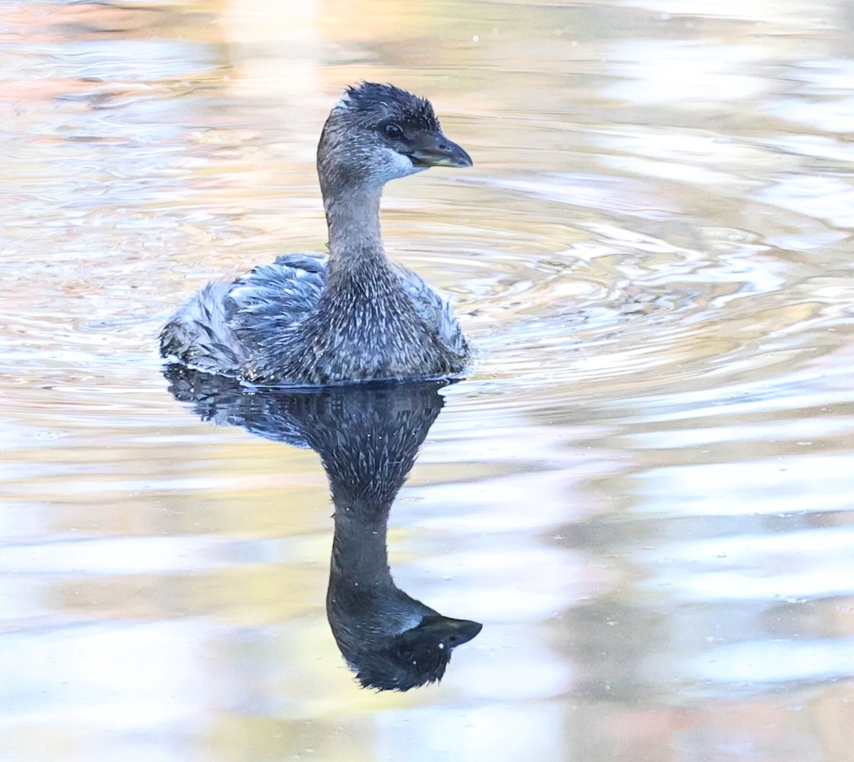 Pied-billed Grebe - ML647238418