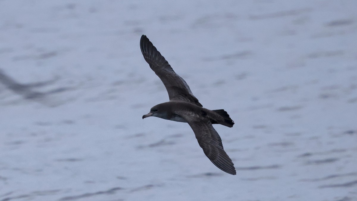 Pink-footed Shearwater - ML647238421