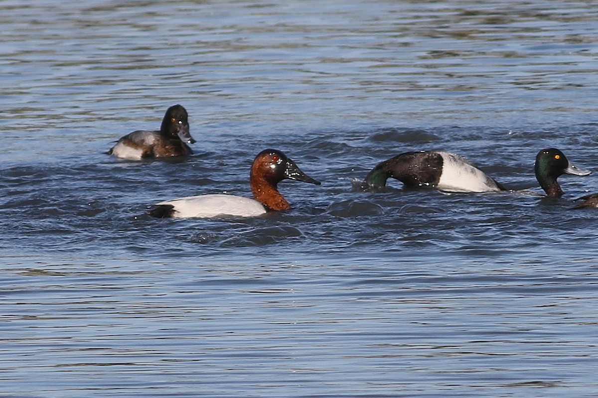 Canvasback - ML647238424