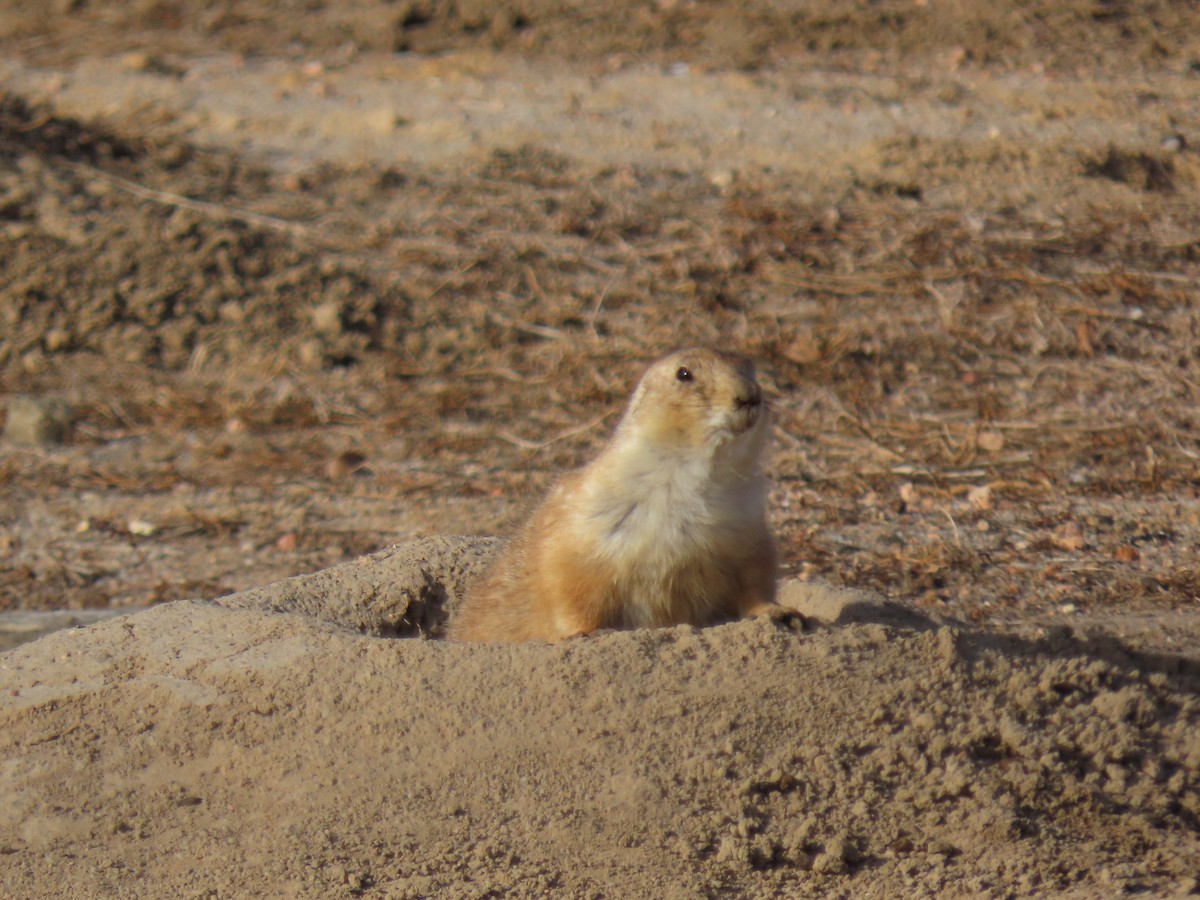 בעלי חיים - ML647238432