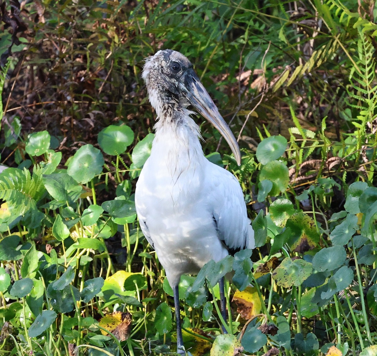 Wood Stork - ML647238433
