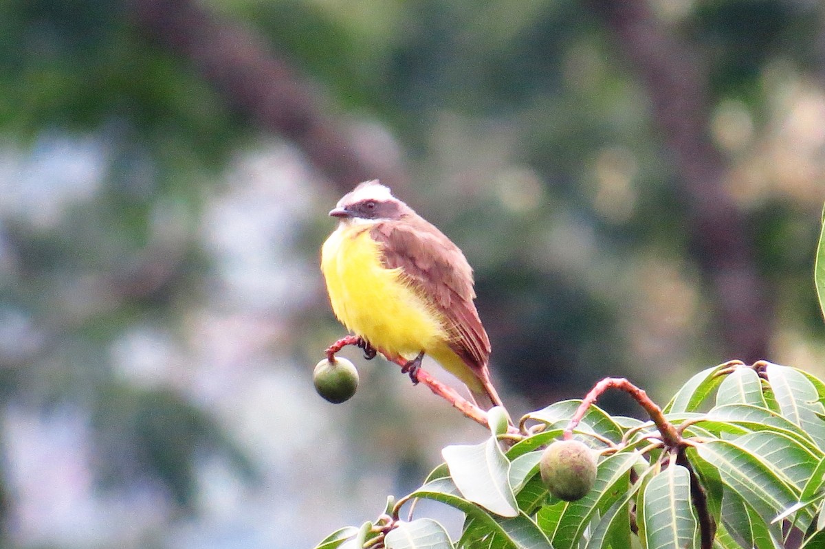 Tyran sociable - ML647238434