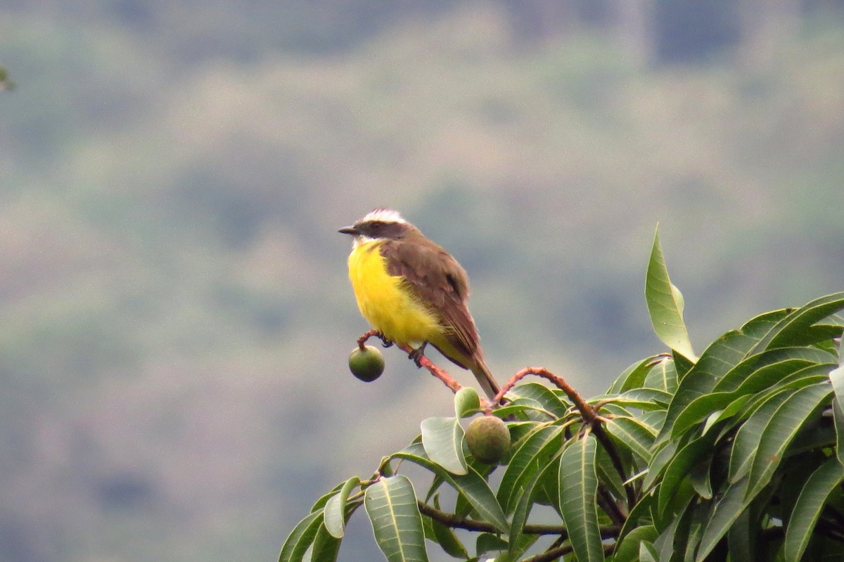 Tyran sociable - ML647238435