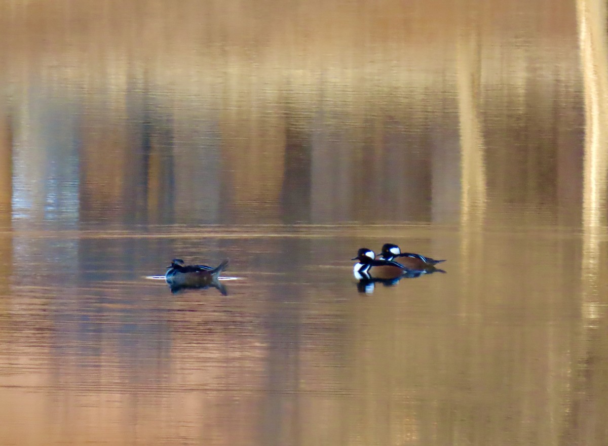 מרגון מקושט - ML647238453