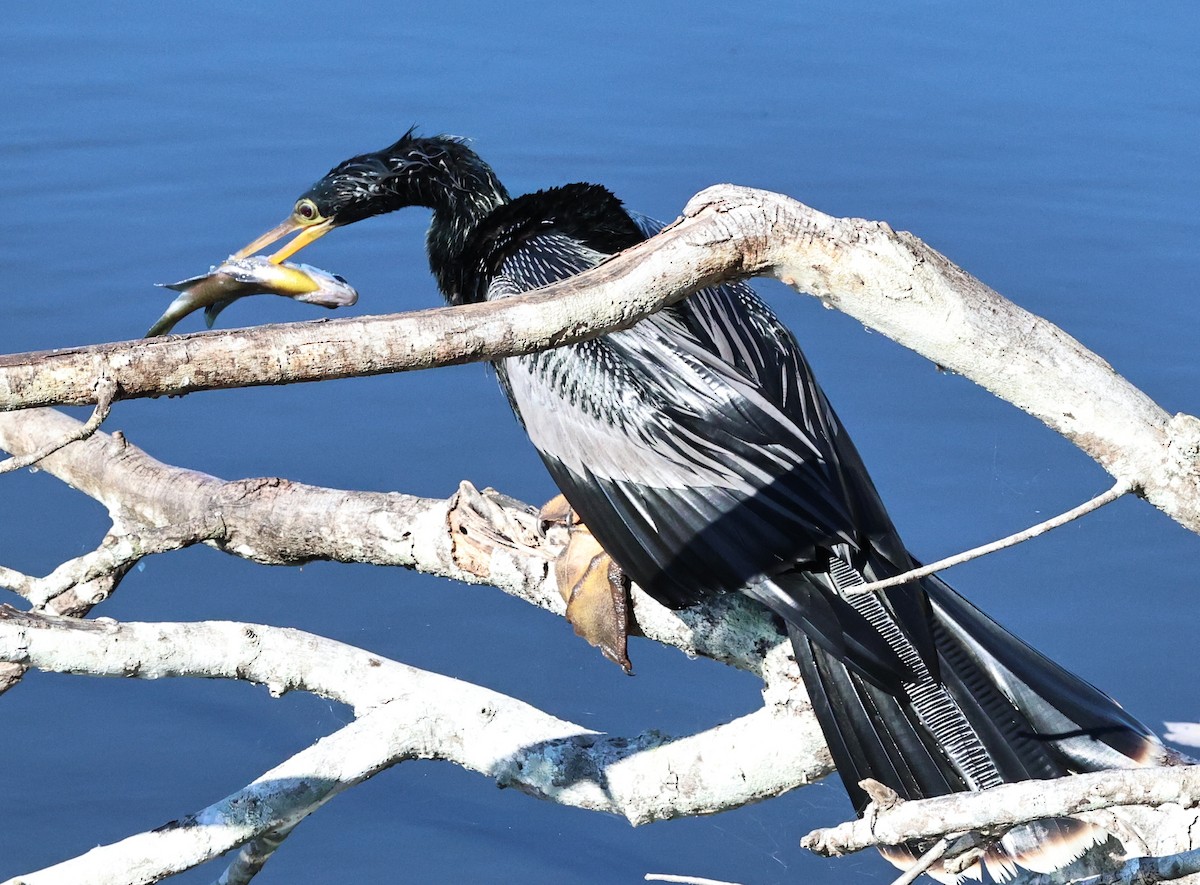 Anhinga - ML647238457