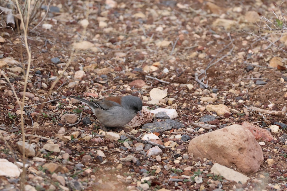 Dark-eyed Junco - ML647238460