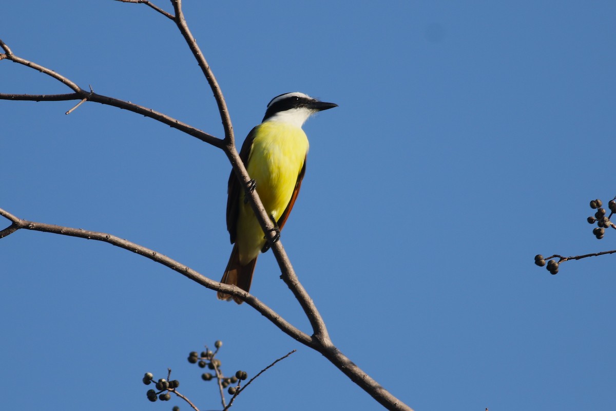 Great Kiskadee - ML647238464