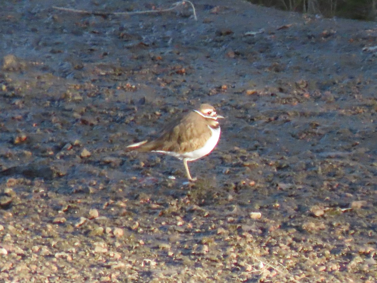 חופמי כפול-צווארון - ML647238465