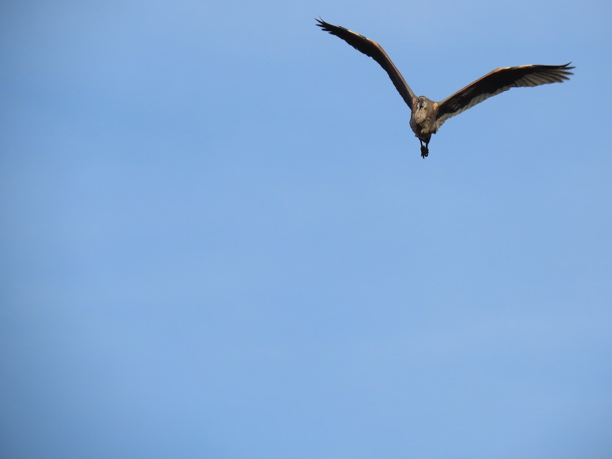 אנפה אמריקנית - ML647238470