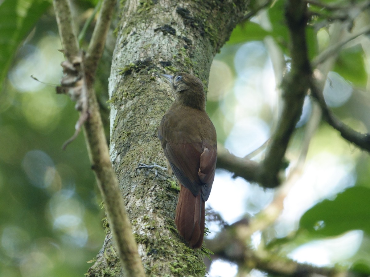 White-chinned Woodcreeper - ML647238471
