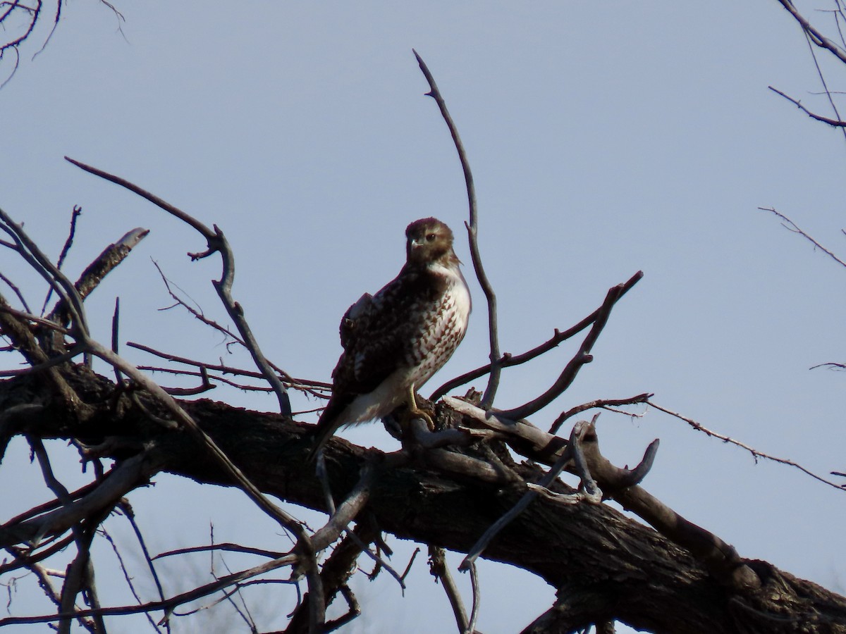 Red-tailed Hawk - ML647238477