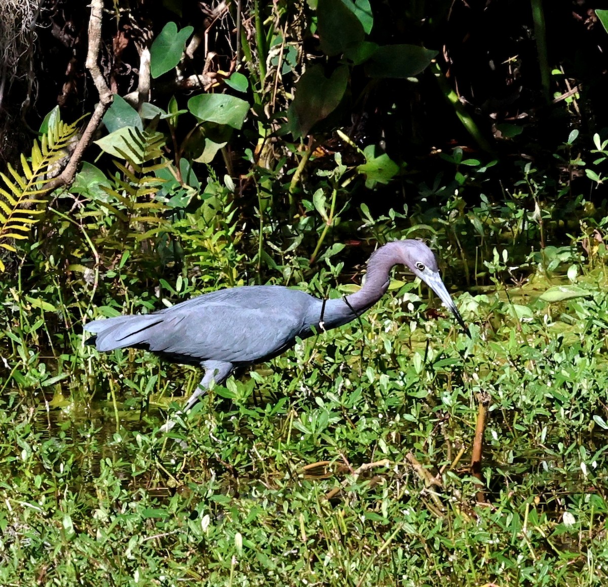 Little Blue Heron - ML647238483