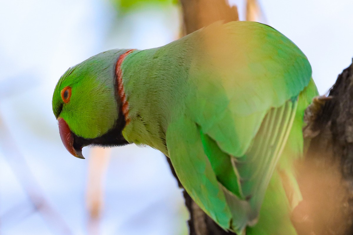 Parrocchetto dal collare - ML647238484