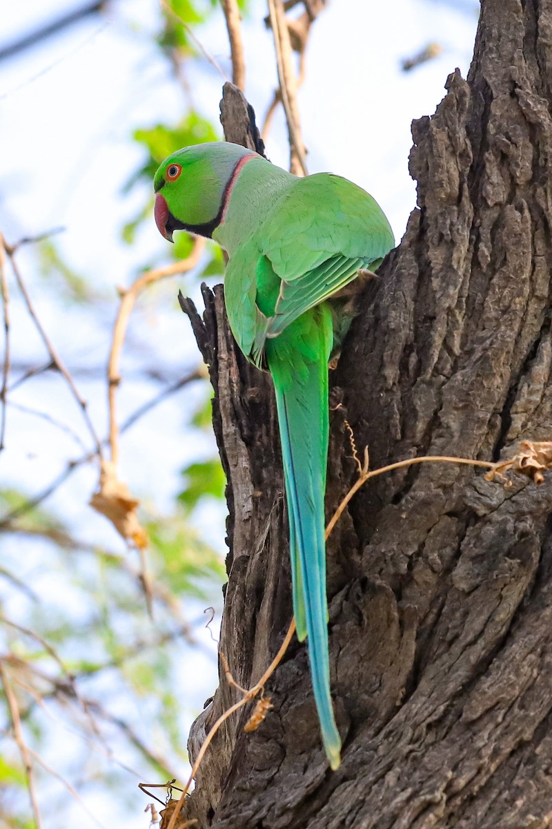 Parrocchetto dal collare - ML647238485