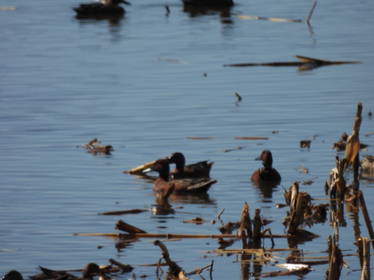 Cinnamon Teal - ML647238489