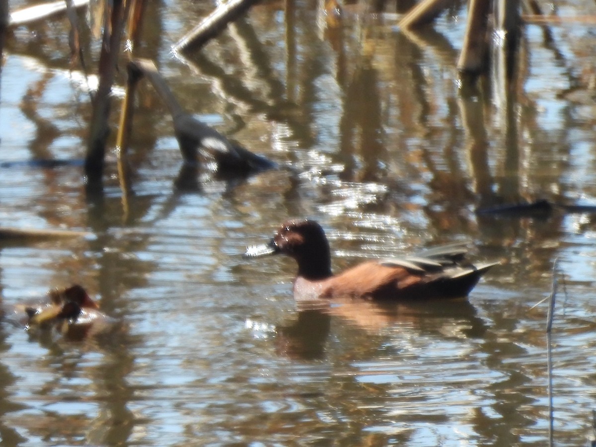 Cinnamon Teal - ML647238490