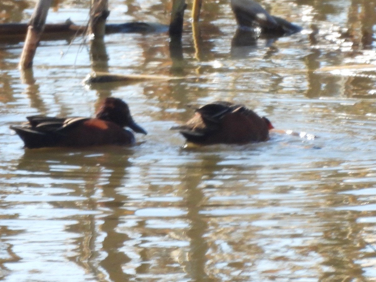 Cinnamon Teal - ML647238492