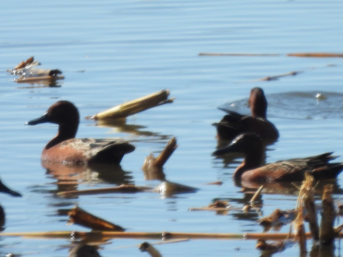 Cinnamon Teal - ML647238493