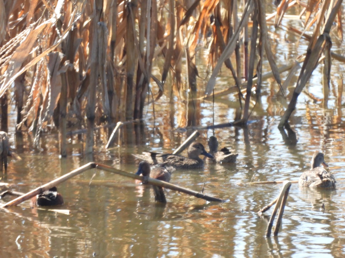 Cinnamon Teal - ML647238494