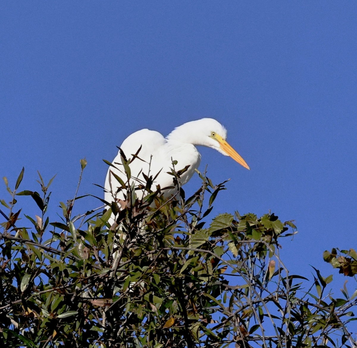 Great Egret - ML647238498