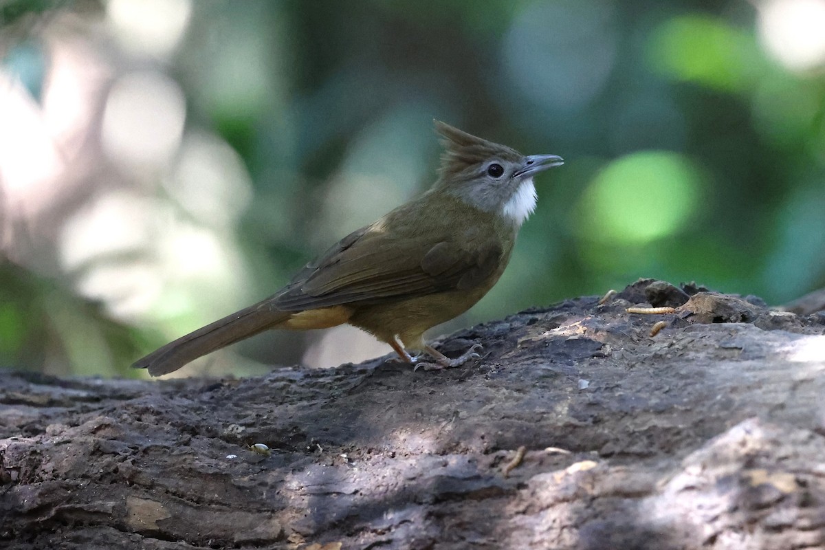 Ochraceous Bulbul - ML647238500