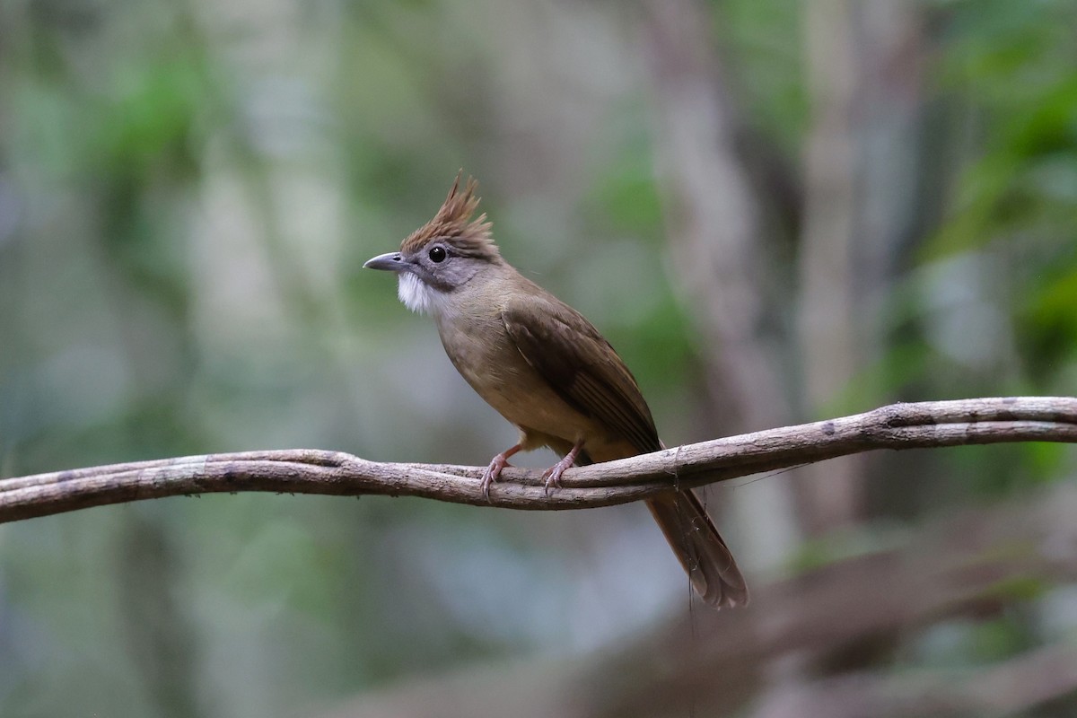 Ochraceous Bulbul - ML647238513