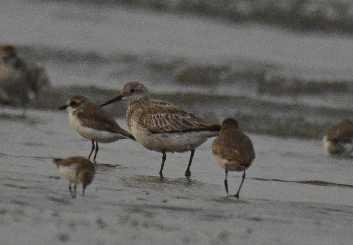 Great Knot - ML647238534