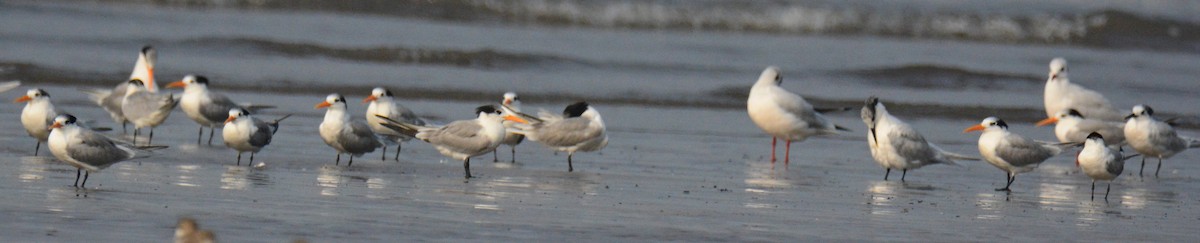 Lesser Crested Tern - ML647238543