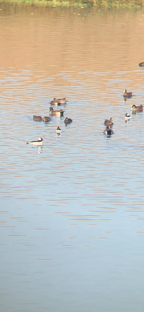 Bufflehead - ML647238558