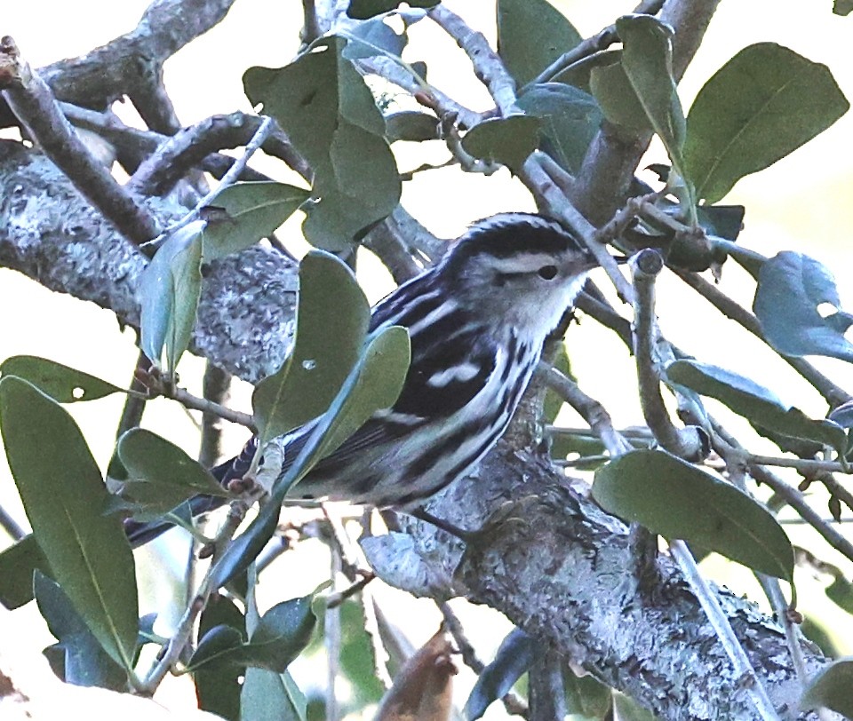 Black-and-white Warbler - ML647238561