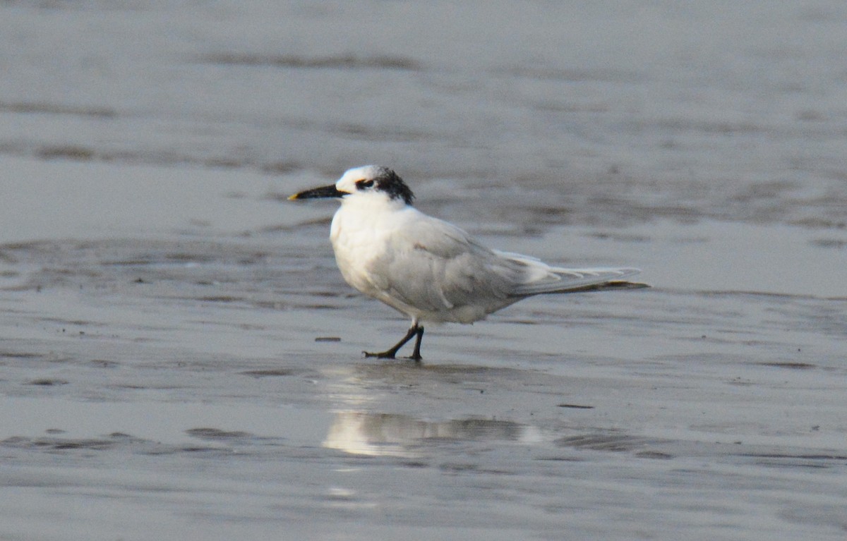Sandwich Tern - ML647238563