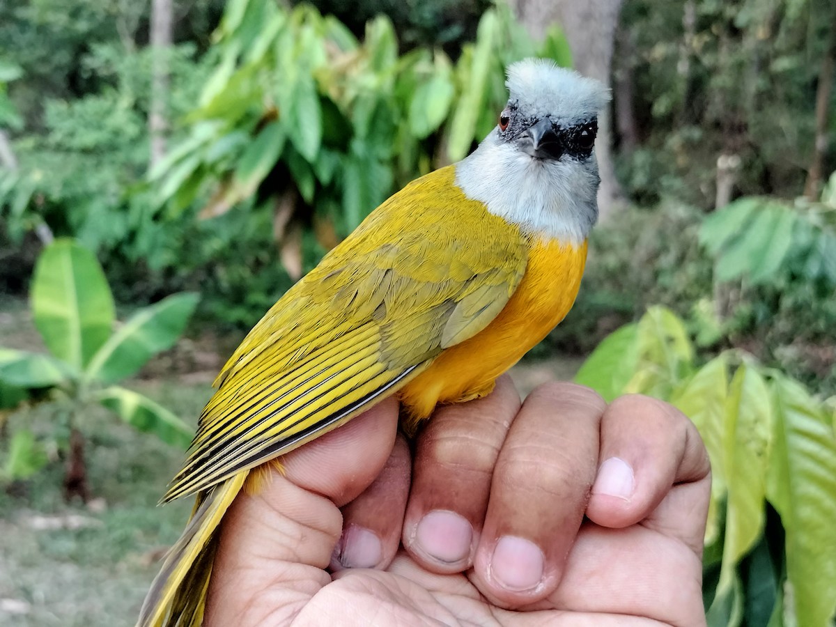 gråhodetanagar - ML647238576