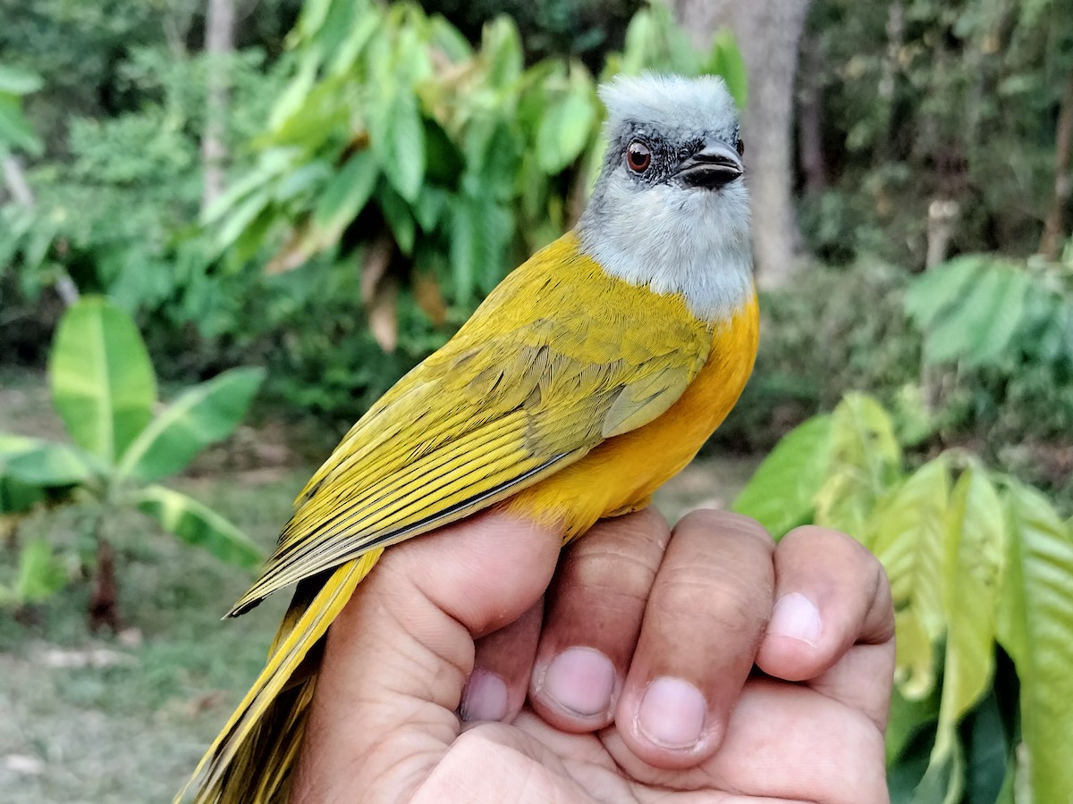 gråhodetanagar - ML647238577