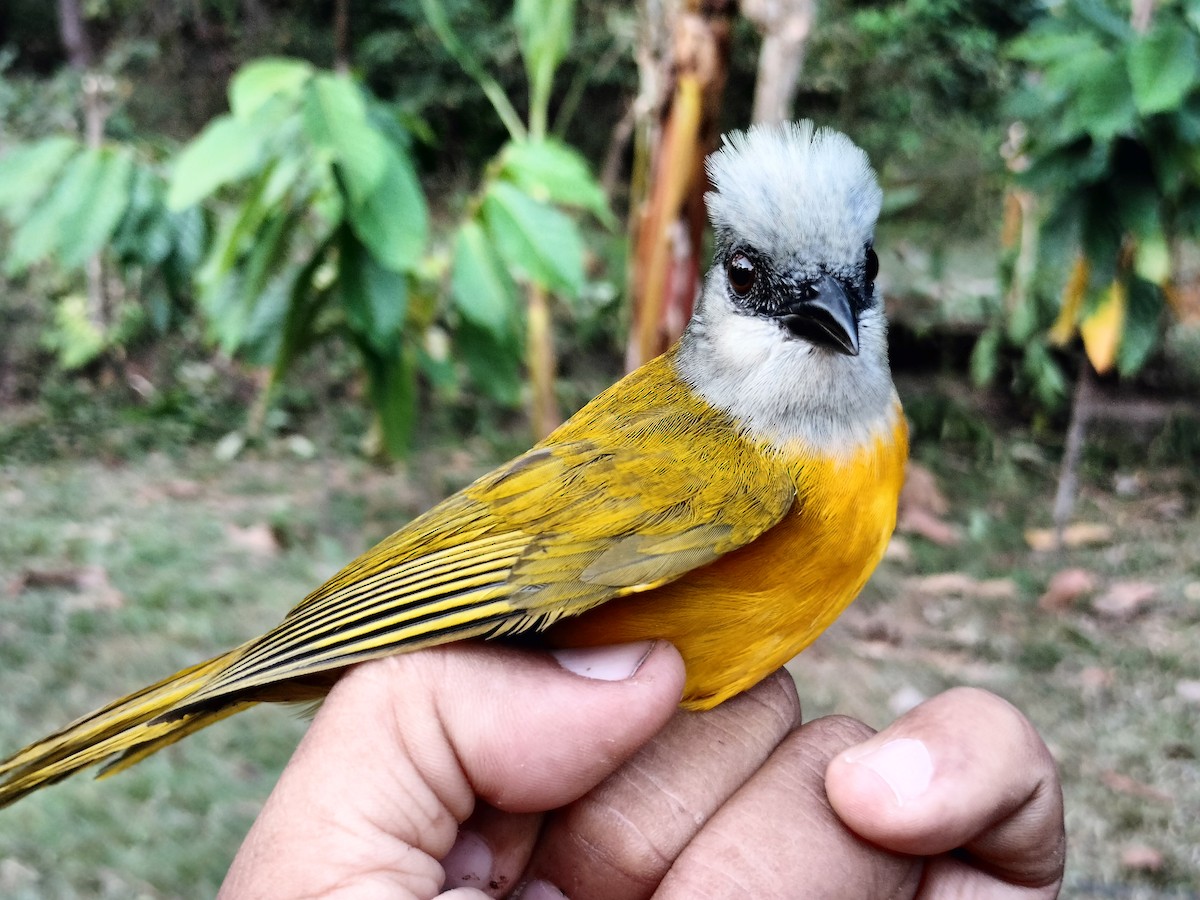 gråhodetanagar - ML647238581