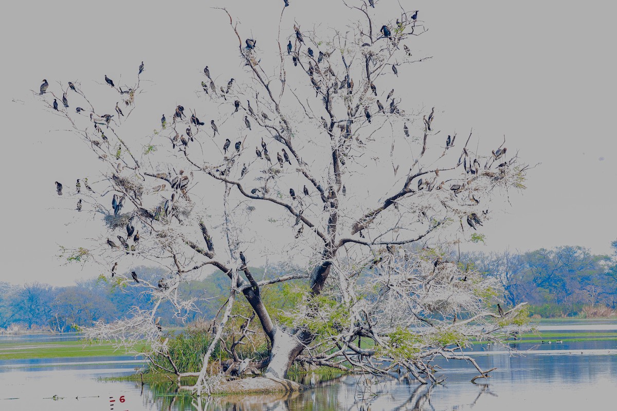 Cormorano - ML647238584