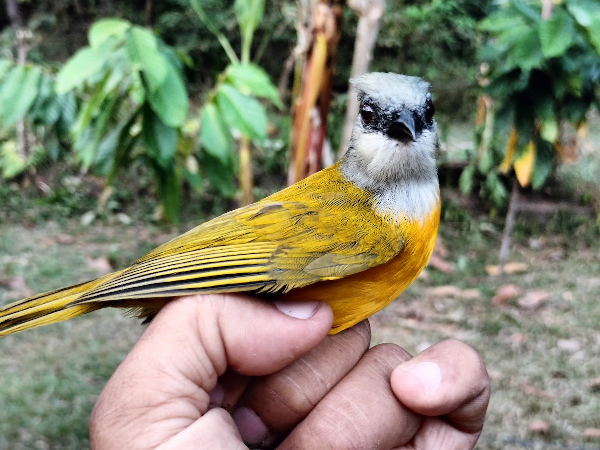 gråhodetanagar - ML647238585