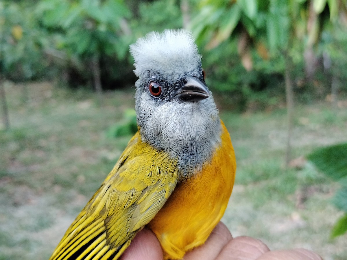 gråhodetanagar - ML647238586