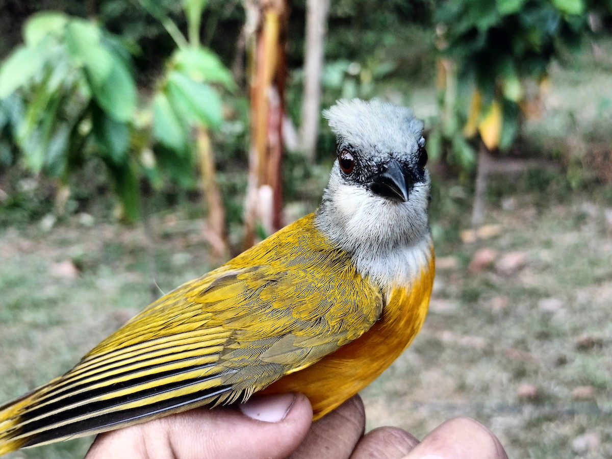 gråhodetanagar - ML647238587