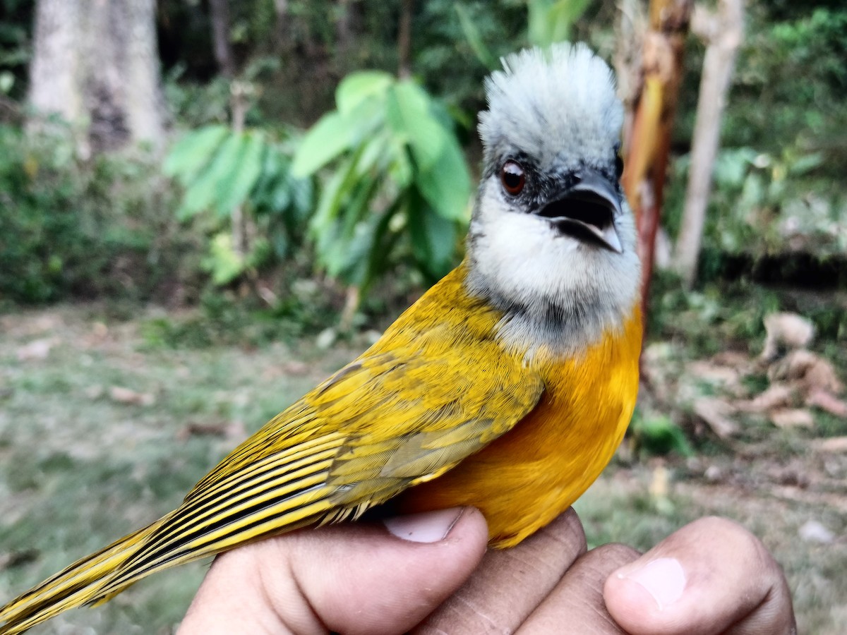 gråhodetanagar - ML647238588