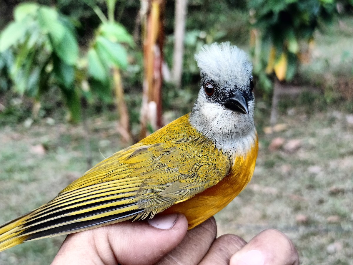 gråhodetanagar - ML647238589