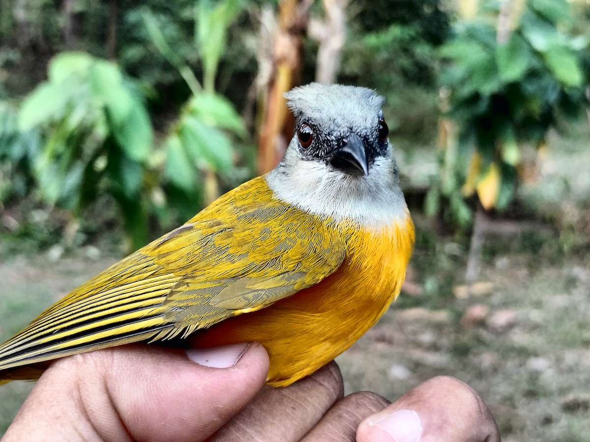 gråhodetanagar - ML647238590