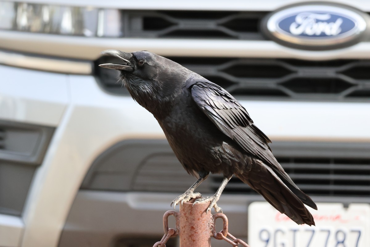 Common Raven - ML647238591